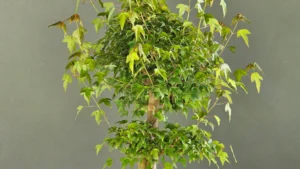 Acer buergerianum trident maple bonsai with dense summer foliage before pruning