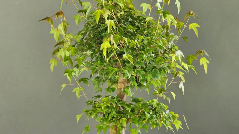Acer buergerianum trident maple bonsai with dense summer foliage before pruning