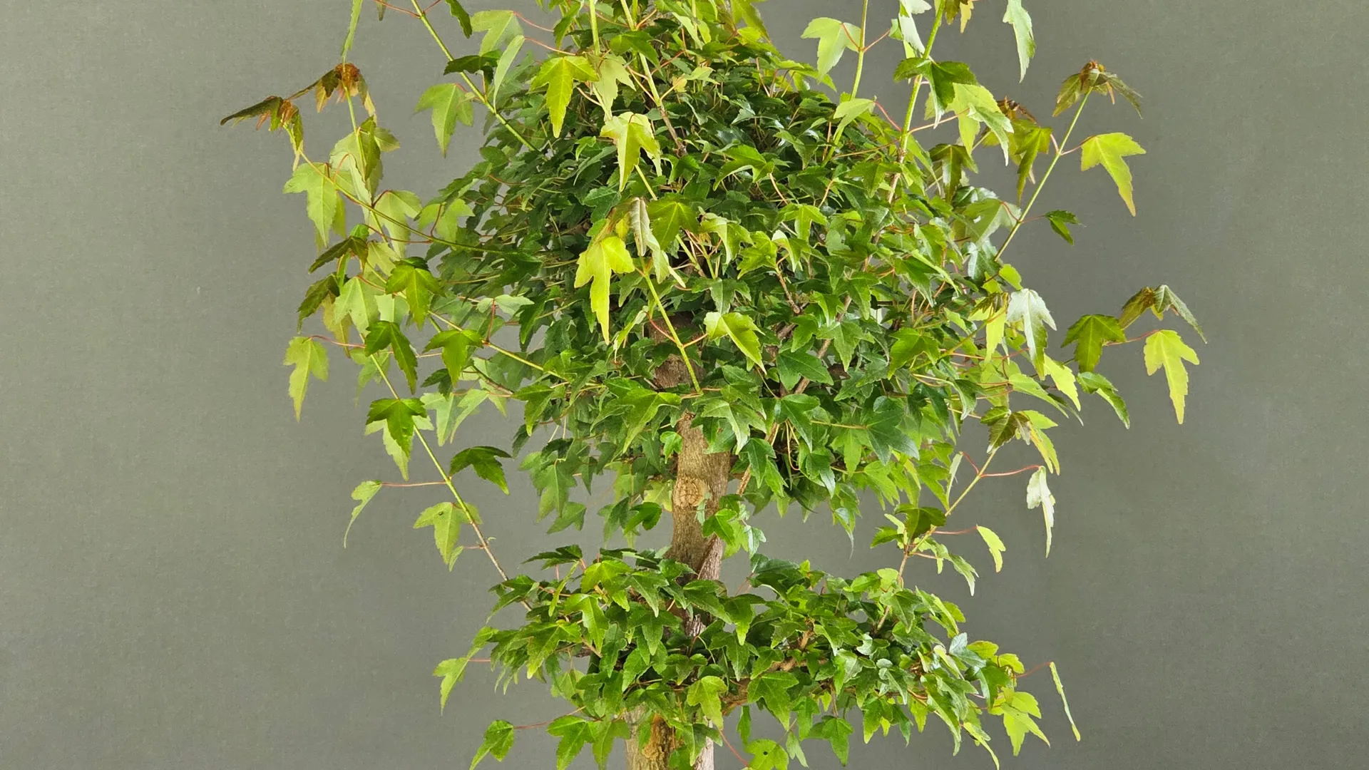 Young Acer buergerianum trident maple bonsai with dense summer foliage before its first summer pruning