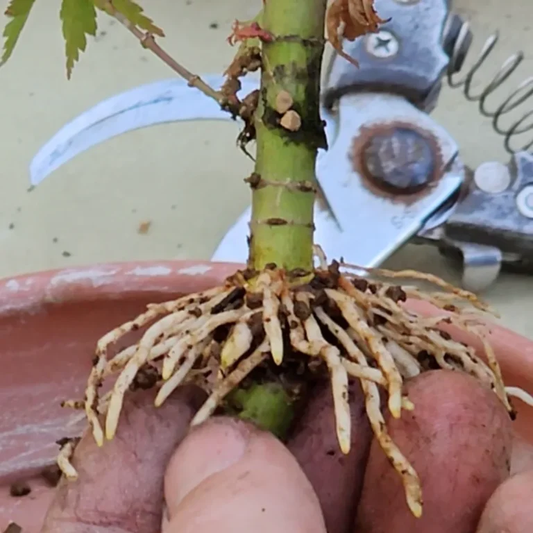 Close-up of radial roots produced by air layering on an Acer palmatum bonsai held by Luca Valagussa