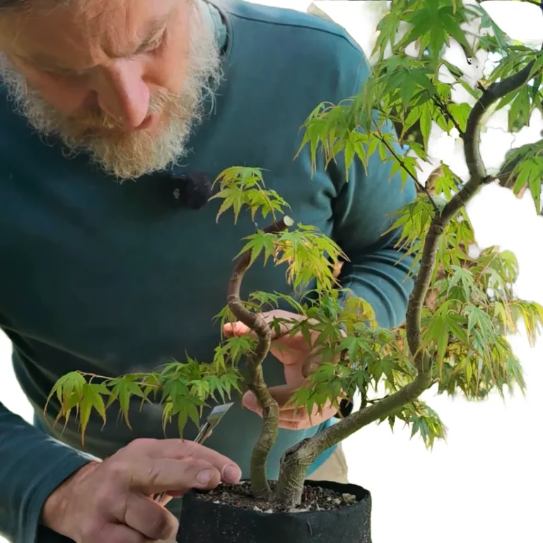 Luca Valagussa working on a sokan bonsai Acer palmatum seedling against white background