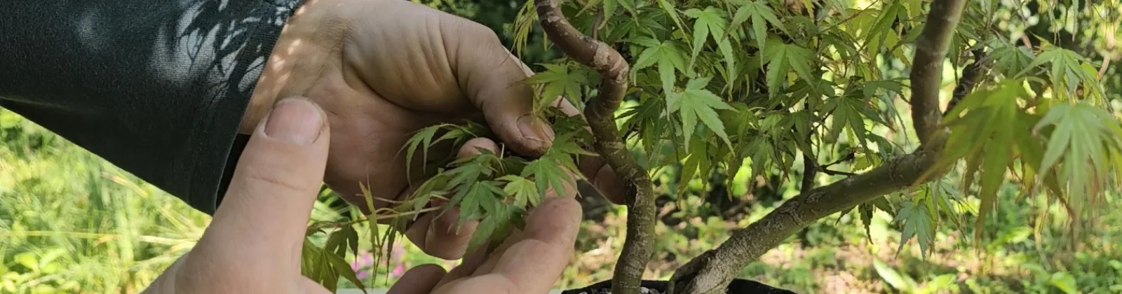 Luca schneidet einen Acer palmatum Doppelstamm-Sämling, um Vater- und Sohn-Stamm zu balancieren