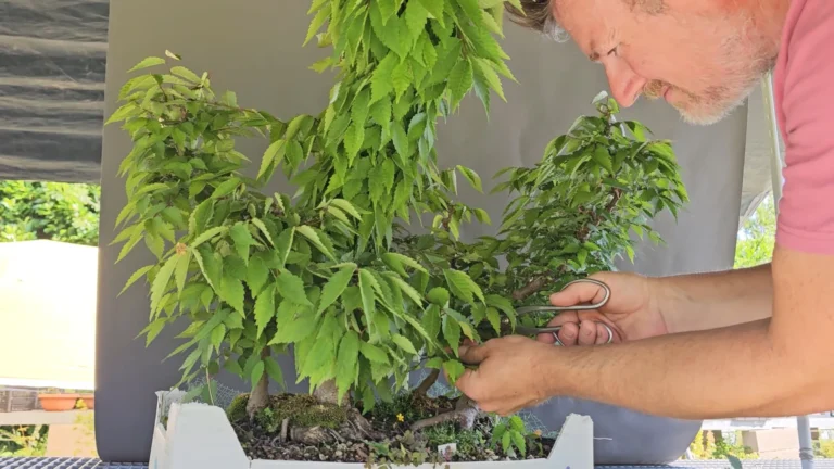 Luca pruning a Zelkova serrata forest bonsai with scissors during summer maintenance