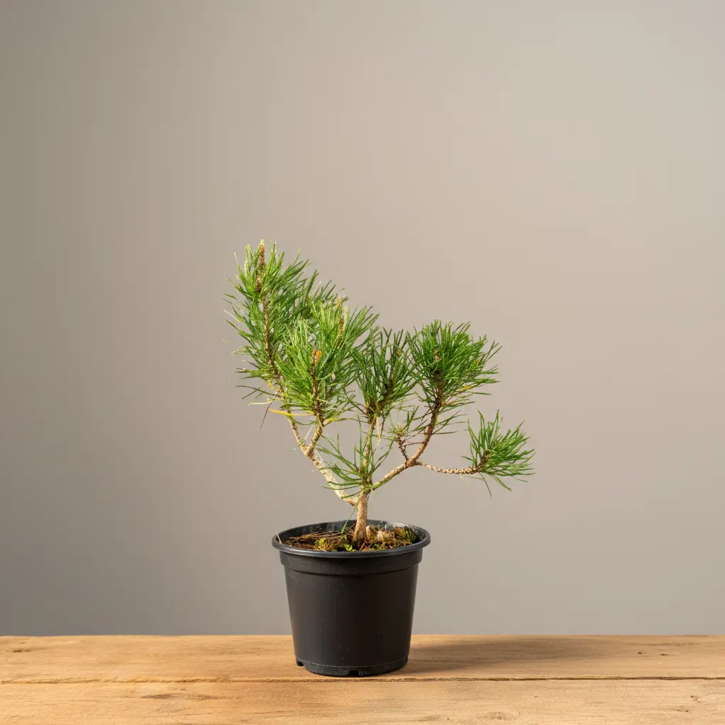 Pino Mugo Bonsai (Pinus mugo) con rami flessibili in pre-coltivazione