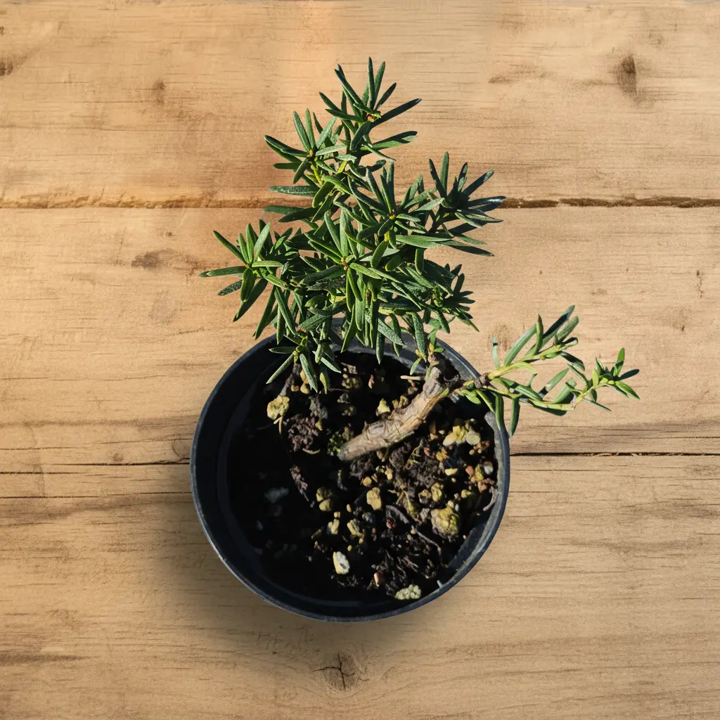 Taxus baccata — European yew young pre-bonsai seen from above