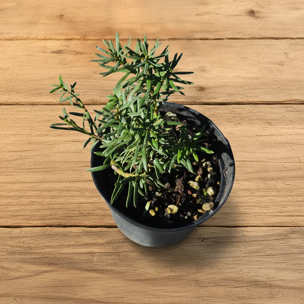 Taxus baccata — European yew young pre-bonsai, evergreen foliage
