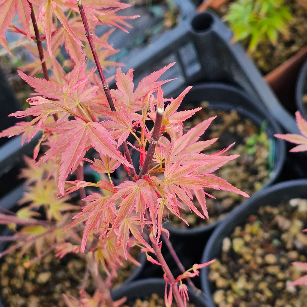 Acer palmatum 'Beni Chidori' – pink spring flush on young pre-bonsai