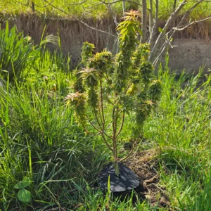 Air-layered Acer palmatum 'Koto Hime' pre-bonsai, full tree with the nebari disc visible at the base