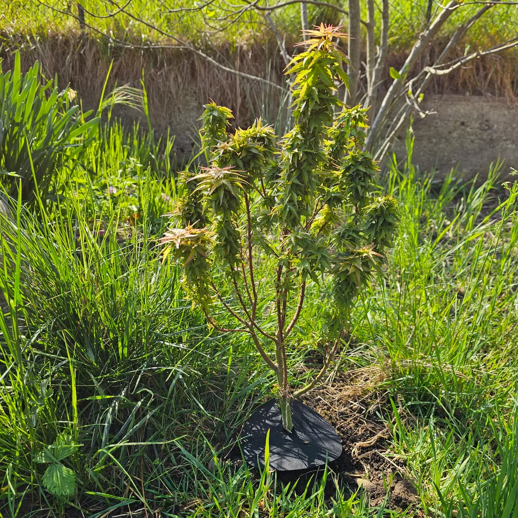 Air-layered Acer palmatum 'Koto Hime' pre-bonsai, full tree with the nebari disc visible at the base