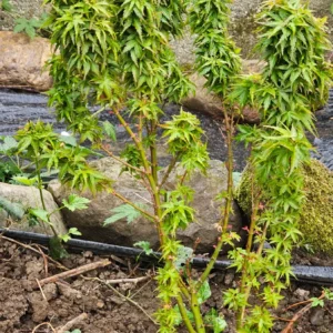Acer palmatum 'Koto Hime' specimen pre-bonsai with an upright multi-branch structure