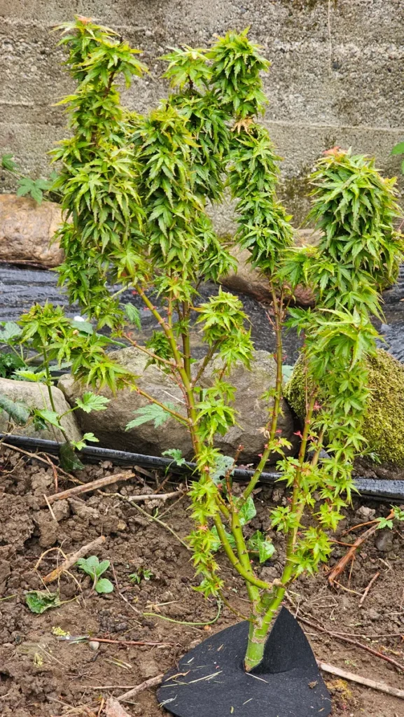 Acer palmatum 'Koto Hime' specimen pre-bonsai with an upright multi-branch structure
