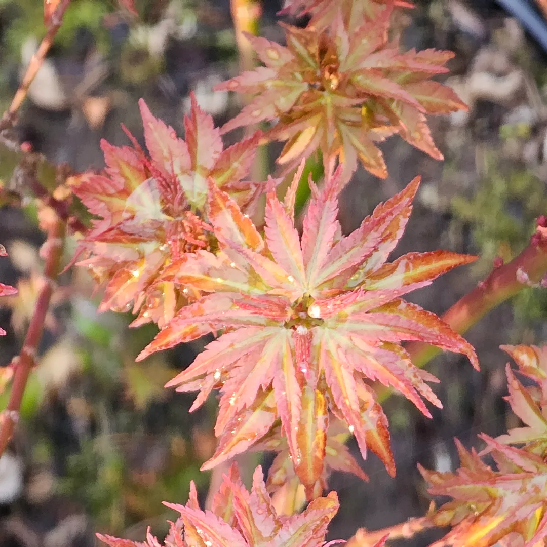 Acer palmatum 'Koto Hime' spring foliage flushing green with pink and red margins