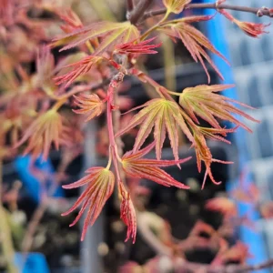 Finely dissected spring foliage of Acer palmatum ‘Ori Hime’ Young Pre-Bonsai