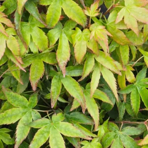 Acer palmatum 'Sei Hime' — dense chartreuse spring foliage with fine pink leaf margins