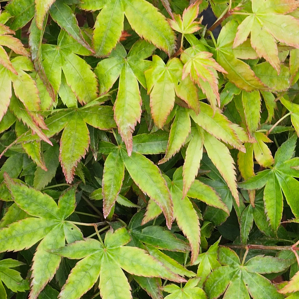 Acer palmatum 'Sei Hime' — dense chartreuse spring foliage with fine pink leaf margins