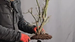 acer palmatum shishigashira