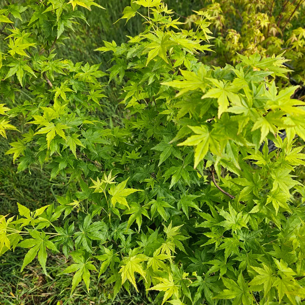 Acer palmatum 'Ukon' — dense emerald and lime-green foliage, the greenest Japanese maple