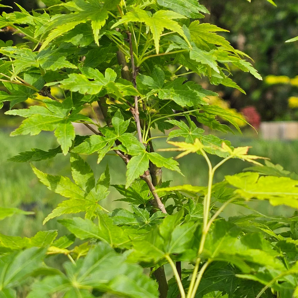 Acer palmatum 'Ukon' — vivid green foliage around a green branch, showing the deep green bark