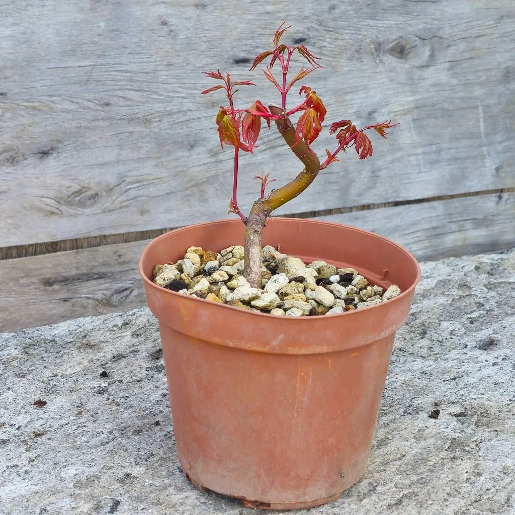 Bent and root-worked Yamamomiji Japanese maple pre-bonsai with curved trunk and red spring leaves, development stage 3