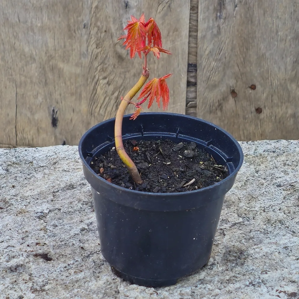 Wired bent sapling of seed-grown Yamamomiji Japanese maple with red spring flush, development stage 2