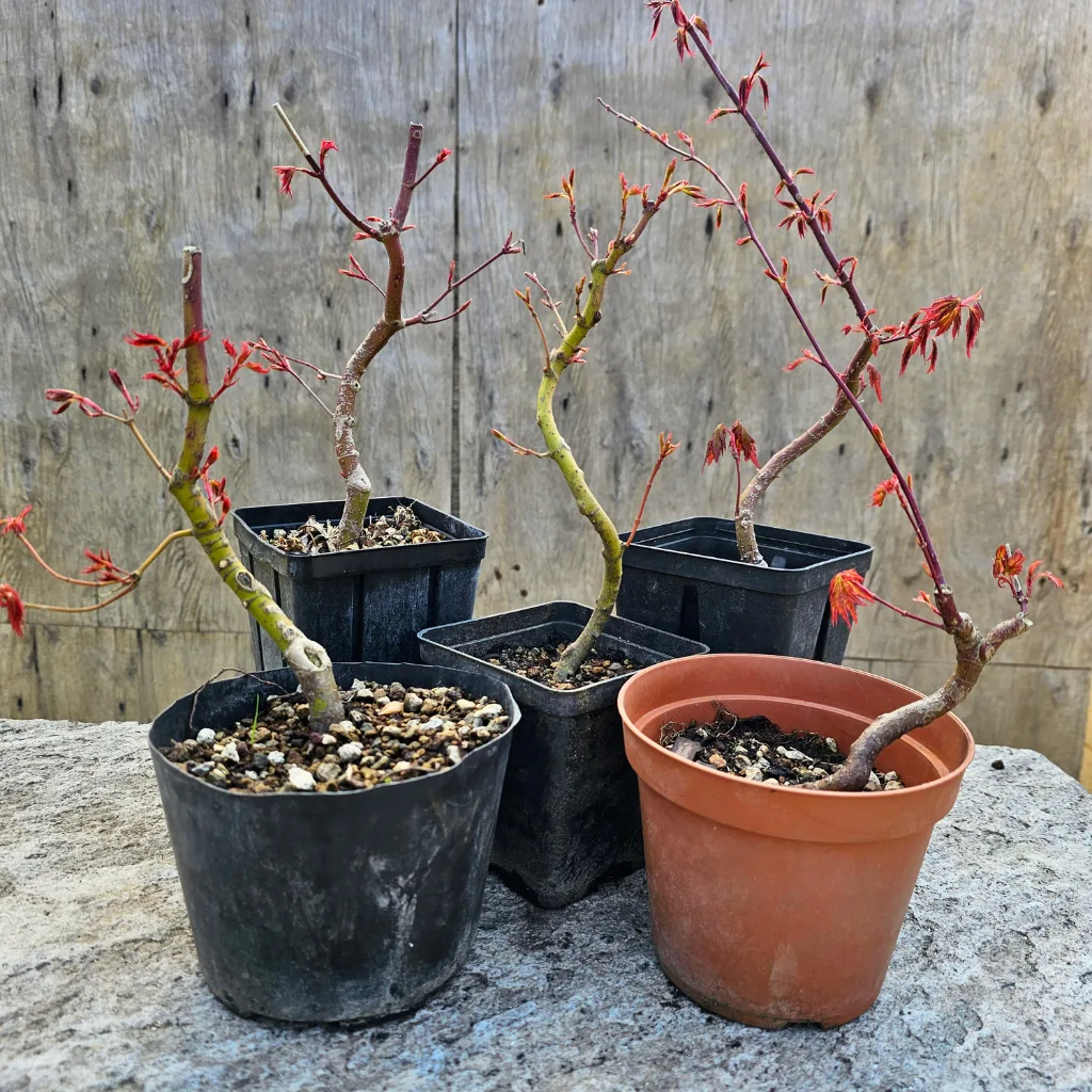 Acer palmatum ’Yamamomiji’ — three seed-grown pre-bonsai with wired, curved trunks (Japanese maple)