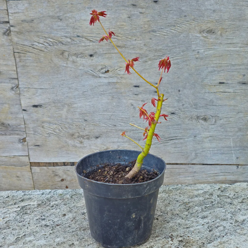 Seed-grown Yamamomiji Japanese maple pre-bonsai with first branch ramification and red spring foliage, development stage 4