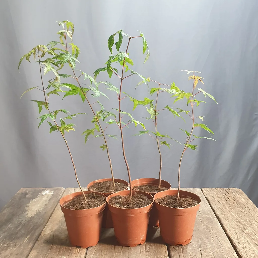 Acer palmatum ’Yamamomiji’ — straight seed-grown seedlings in nursery pots (Japanese maple)