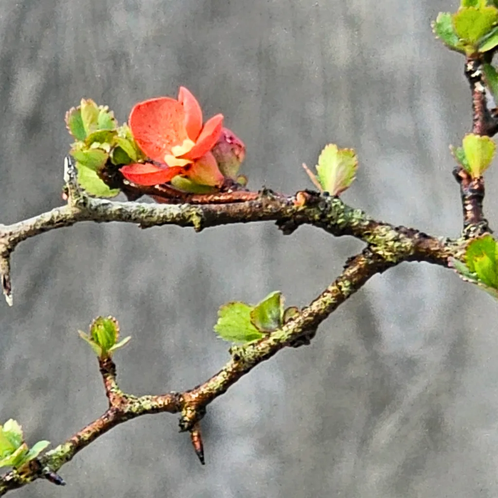 Chaenomeles japonica 'Chojubai' — thorns and pale bark on a flowering quince bonsai
