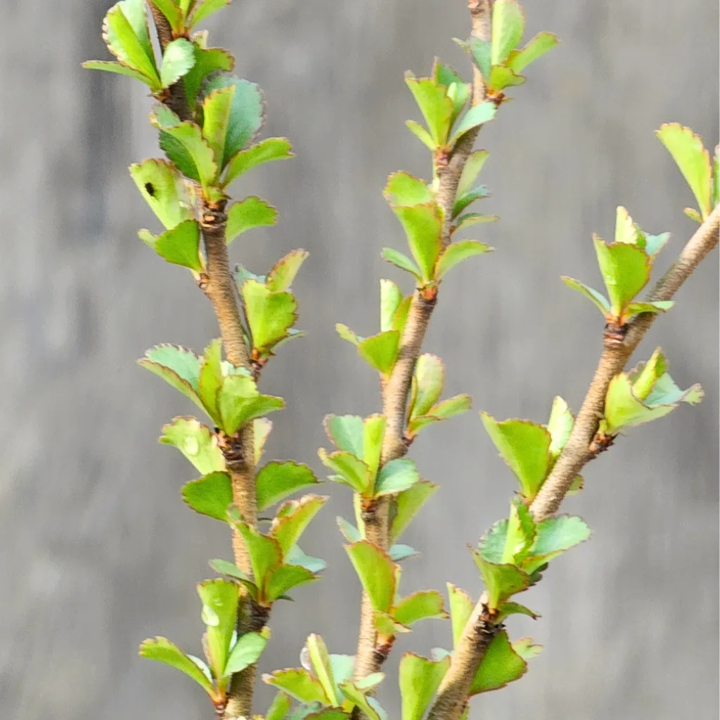Chojubai dwarf flowering quince — tiny nana leaves on a bonsai
