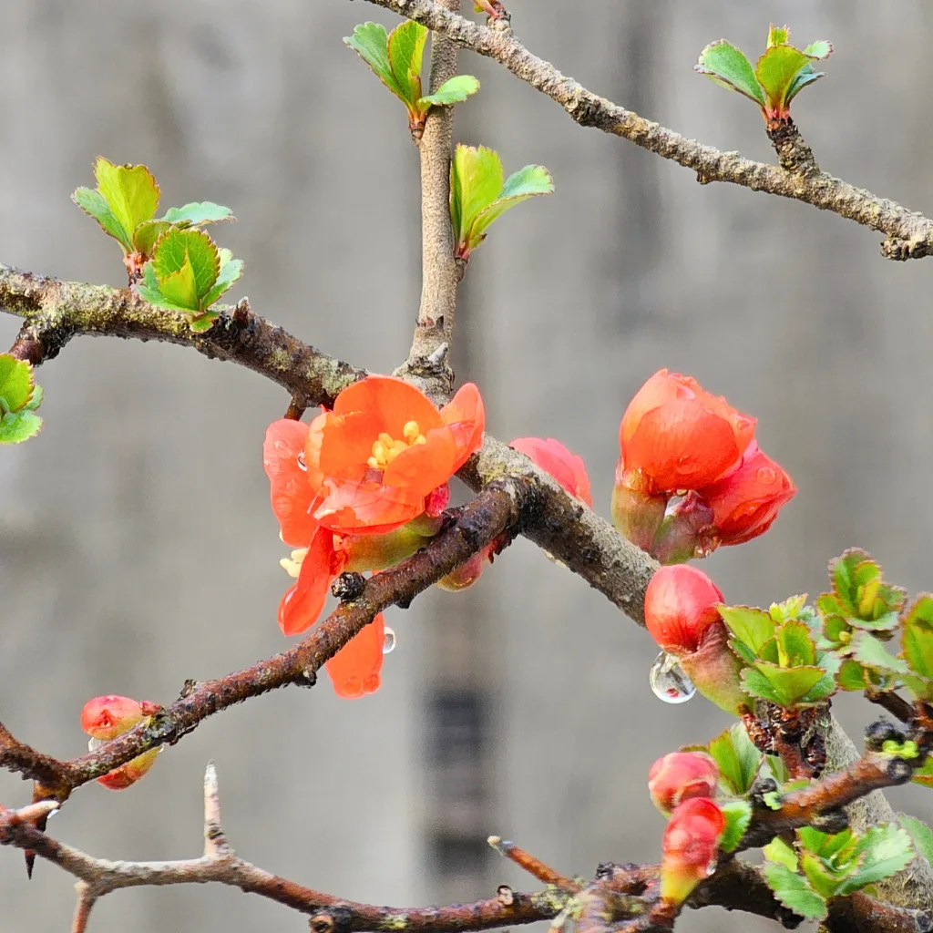 Chojubai flowering quince — red flowers with dew on a bonsai branch