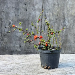 Flowering quince bonsai 'Chojubai' (Chaenomeles japonica) in red flower