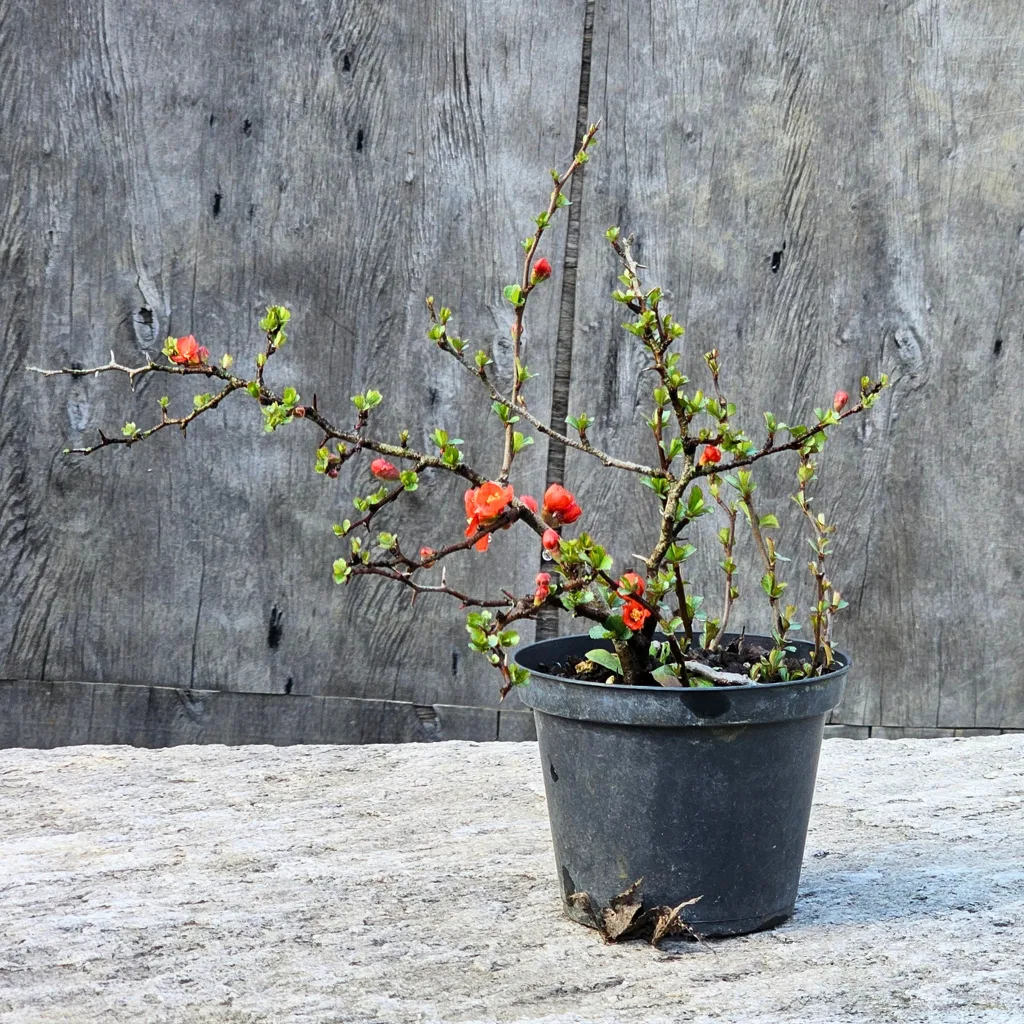 Flowering quince bonsai 'Chojubai' (Chaenomeles japonica) in red flower