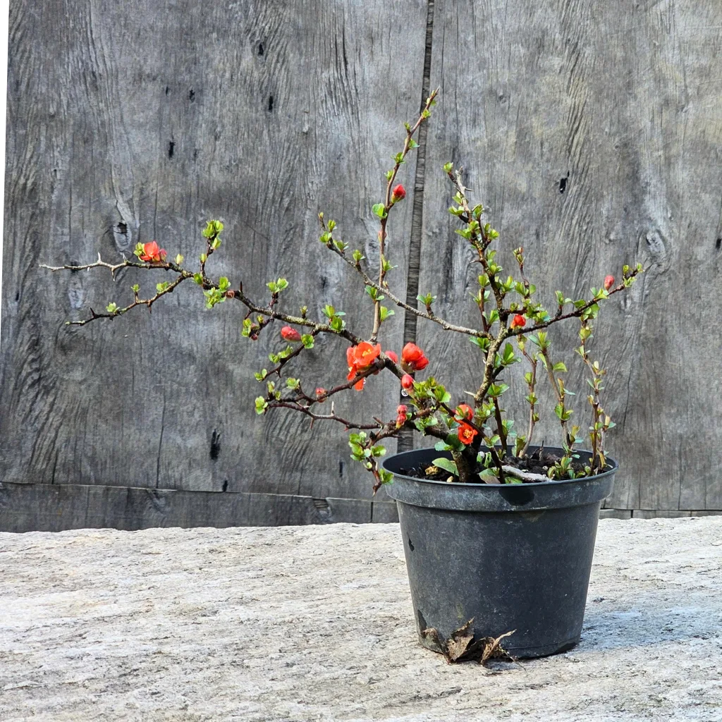 Flowering quince bonsai 'Chojubai' — whole multi-trunk tree in red flower