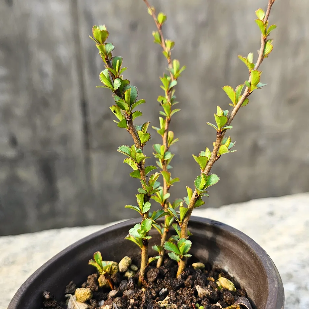 Flowering quince bonsai 'Chojubai' — young rooted cutting