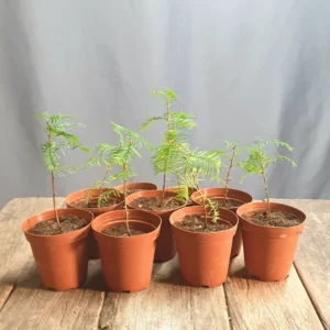 Metasequoia glyptostroboides — young pre-bonsai (dawn redwood): group of seed-grown seedlings in pots