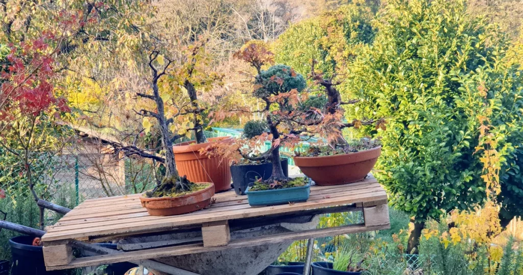 Outdoor bonsai overwintering outdoors at the Treevaset nursery in northern Italy, autumn colour on maples and a juniper