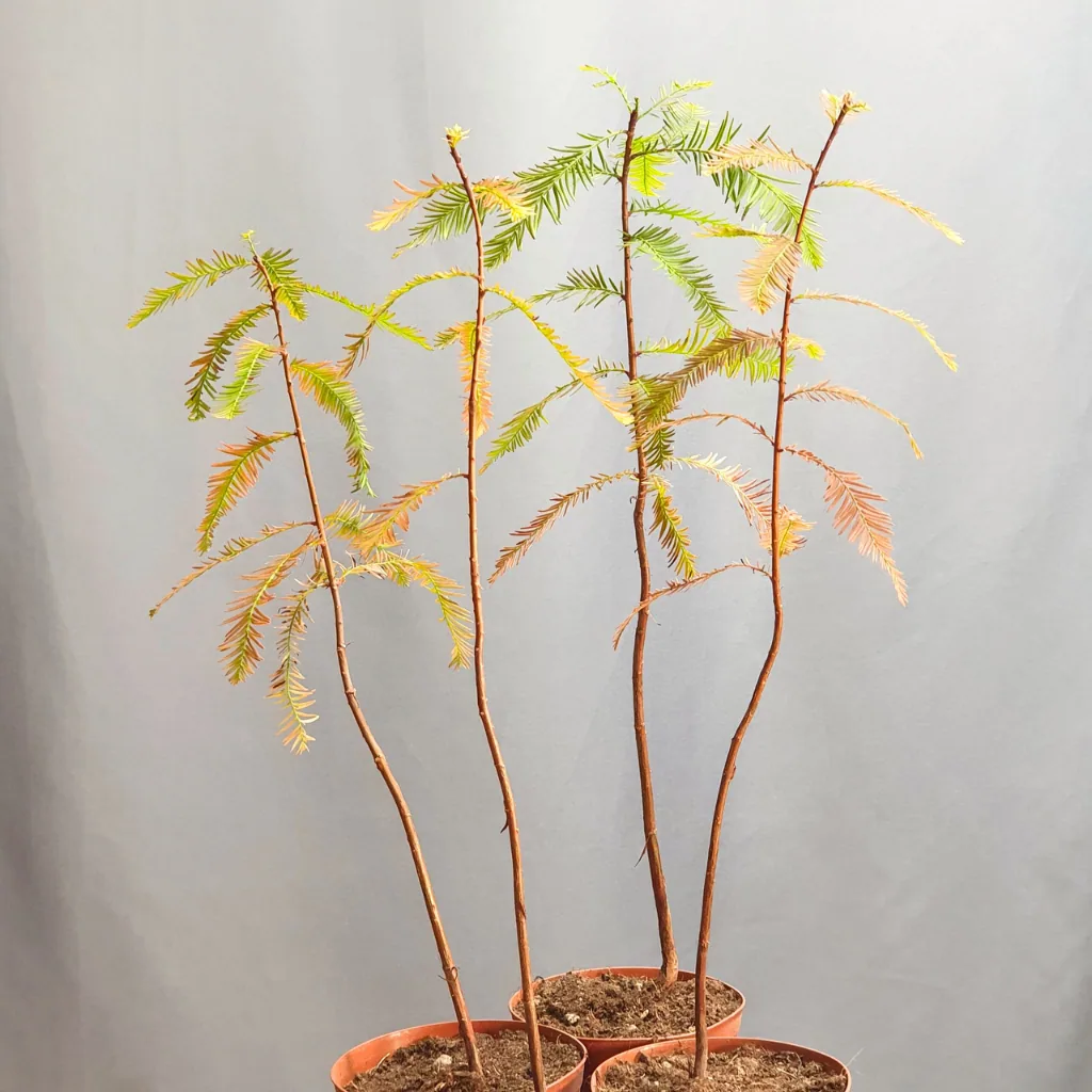 Bald Cypress (Taxodium distichum) young pre-bonsai with autumn foliage