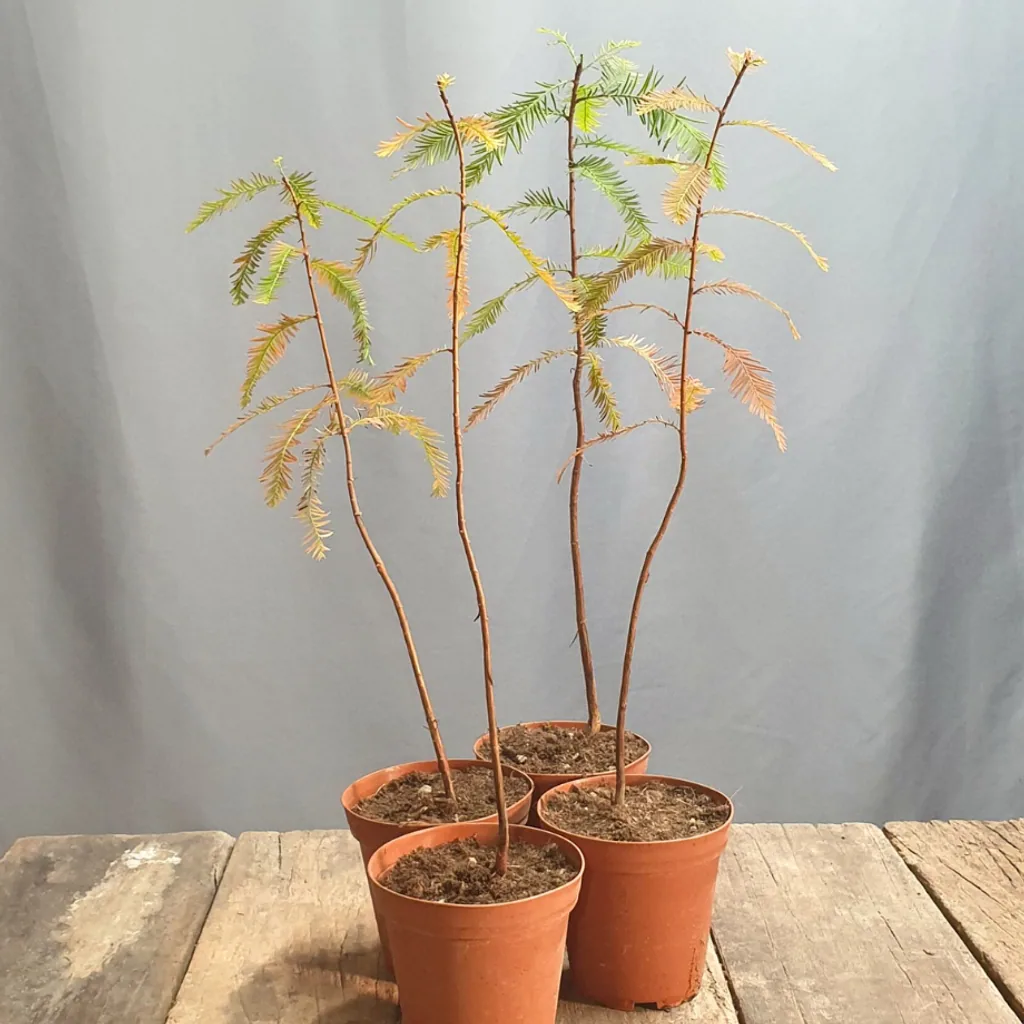 Taxodium distichum bonsai (Bald Cypress) young pre-bonsai plants