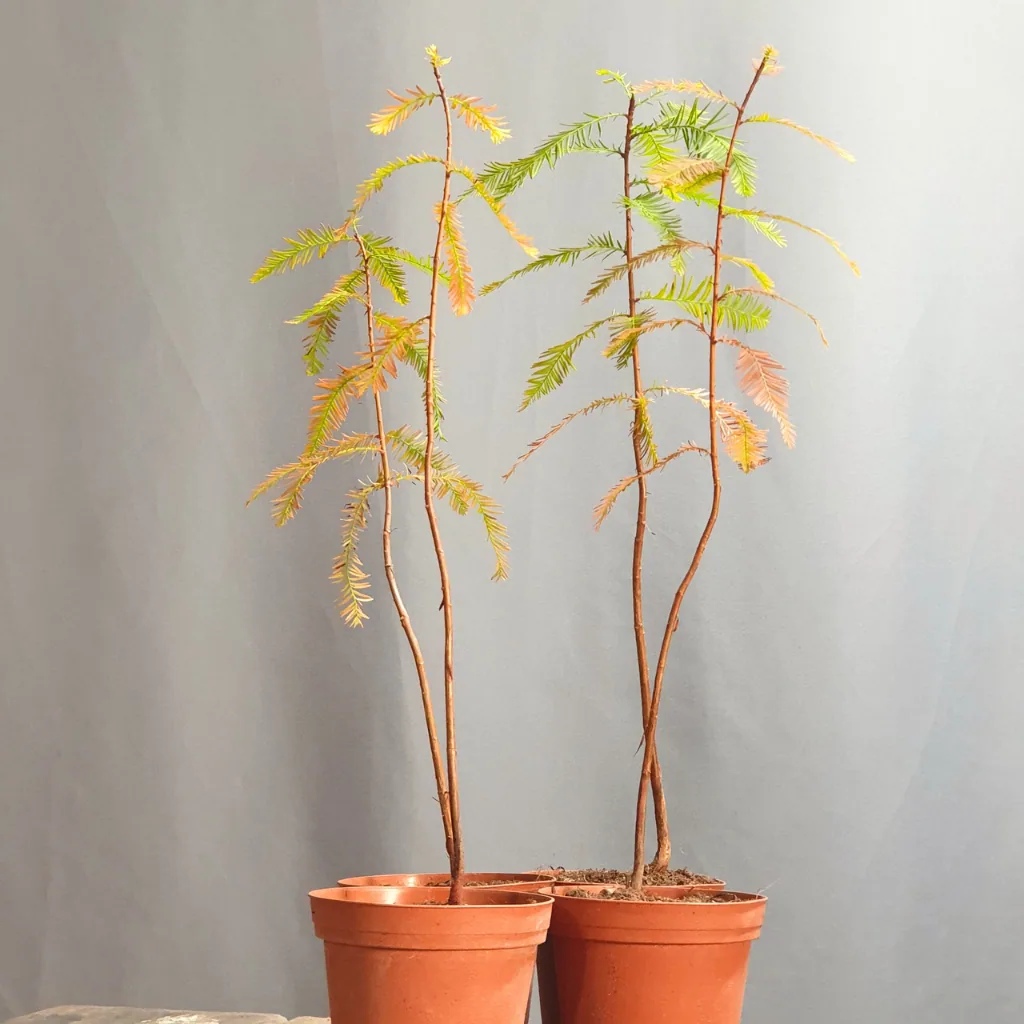 Taxodium distichum bonsai (Bald Cypress) — straight young trunks