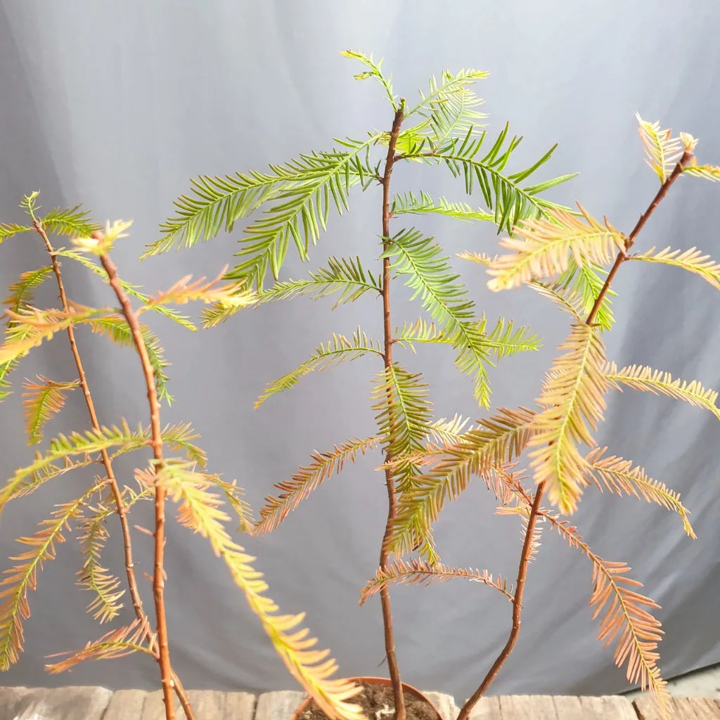 Bald Cypress young pre-bonsai (Taxodium distichum) with feathery foliage