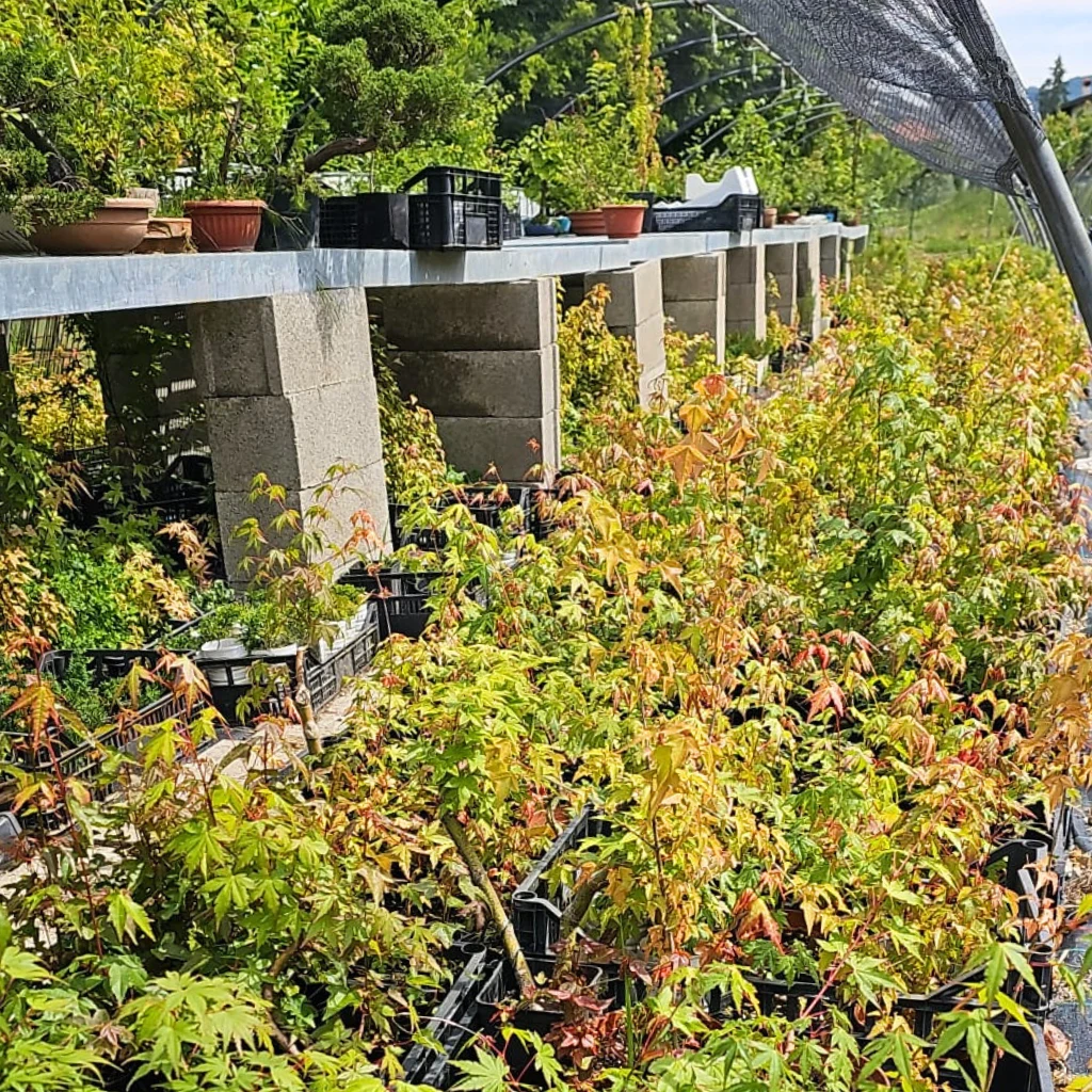 Rows of young Acer palmatum pre-bonsai growing under shade netting at the Treevaset nursery, with trained bonsai on a bench above