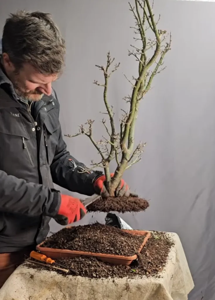 Luca Valagussa lifting an Acer palmatum Shishigashira bonsai with its air-layered root pad during repotting