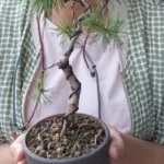 Customer holding her styled mugo pine bonsai in its ceramic pot, freshly unpacked from the Treevaset starter kit