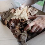 Treevaset shipping box filled with dry oak leaves used as natural protective packaging around the bonsai kit
