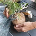 Customer unboxing a Treevaset bonsai starter kit: wired mugo pine with the root ball wrapped in kraft paper and bubble wrap