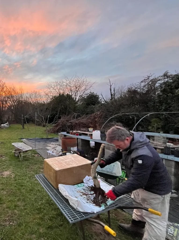 Luca working on a tree at his nursery in Merate at sunset