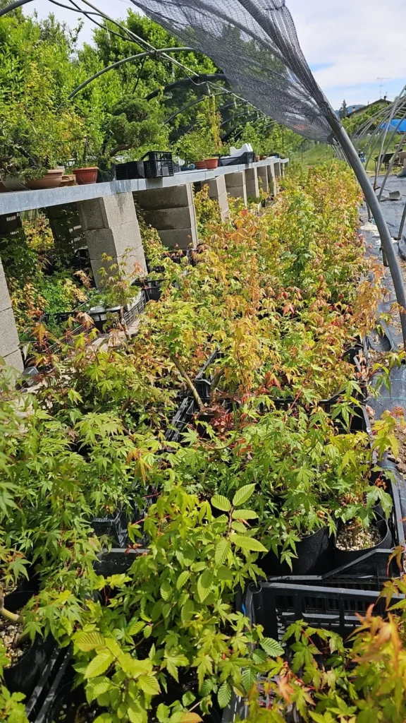 Rows of young maples growing at the nursery