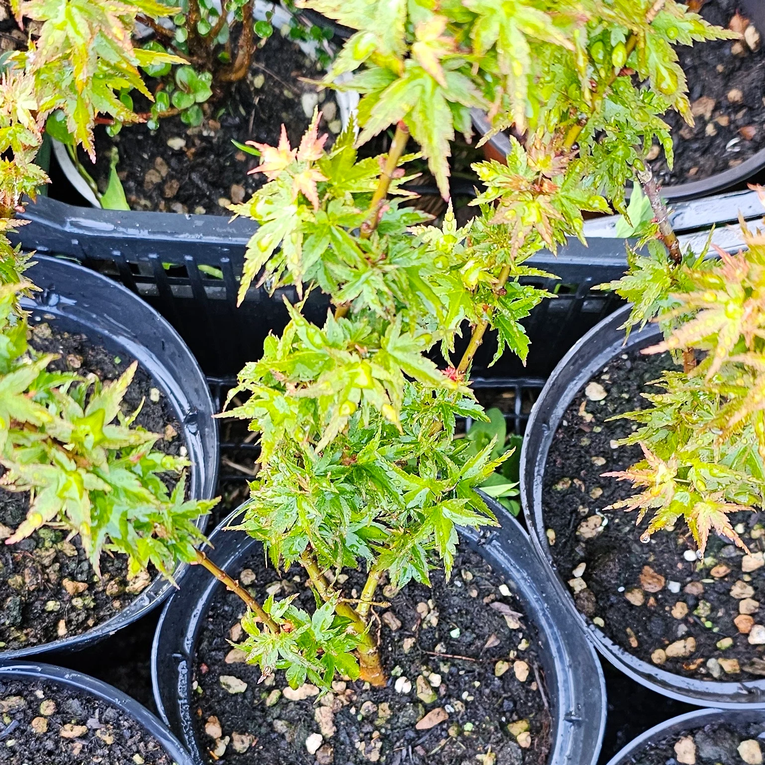 Air-layered Acer palmatum 'Kotohime' plants from the current batch in nursery pots