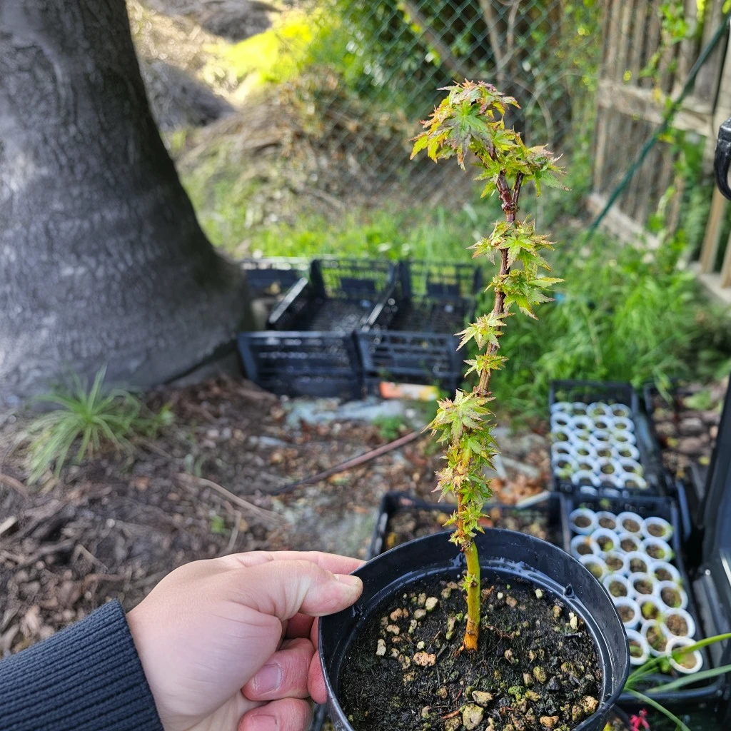 Air-layered Acer palmatum 'Kotohime' pre-bonsai in its container — the plant you receive