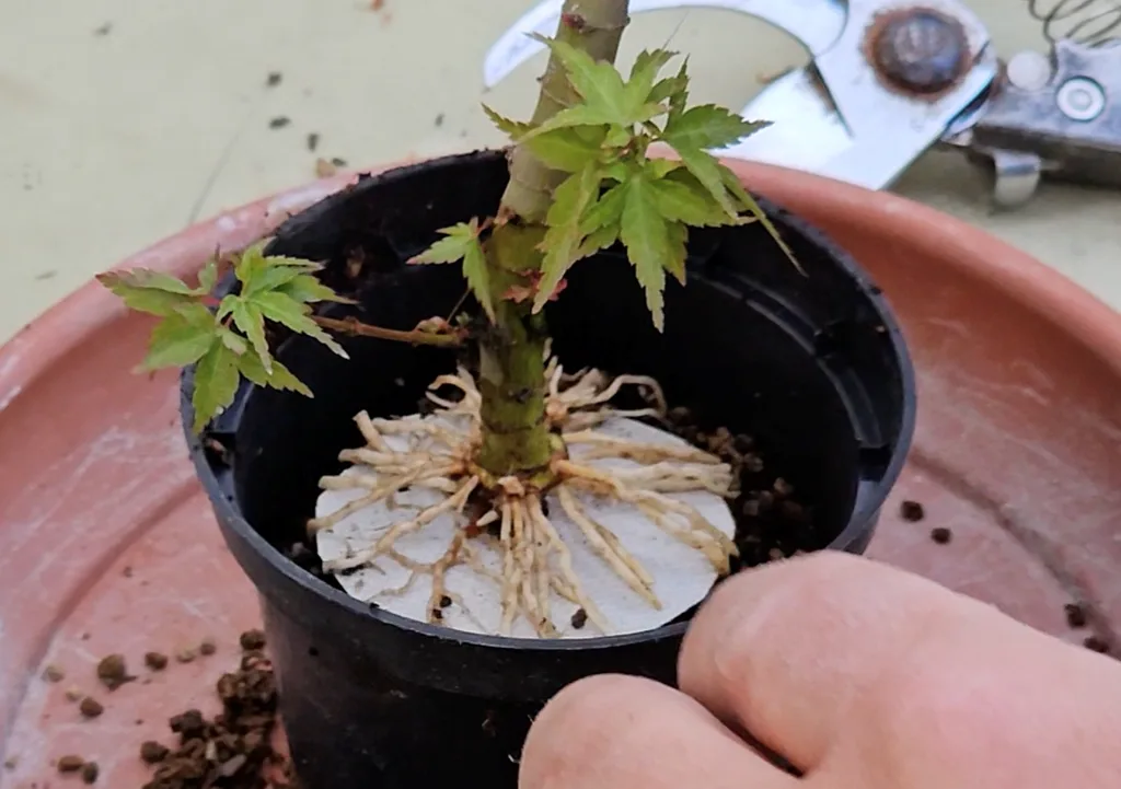 Radial nebari of an air-layered Acer palmatum 'Kotohime' — an even circle of roots induced by the ring cut